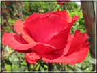 foto Rose